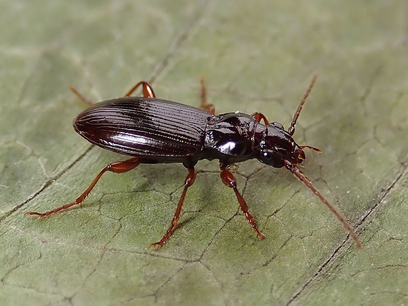 Carabidae da identificare: Patrobus atrorufus